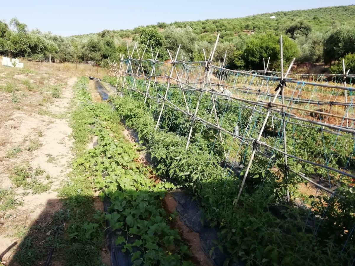 Alojamiento Rural La Perdiz La Puebla de los Infantes Eksteriør billede